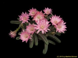 Echinocereus scheeri ssp. gentryi 1577